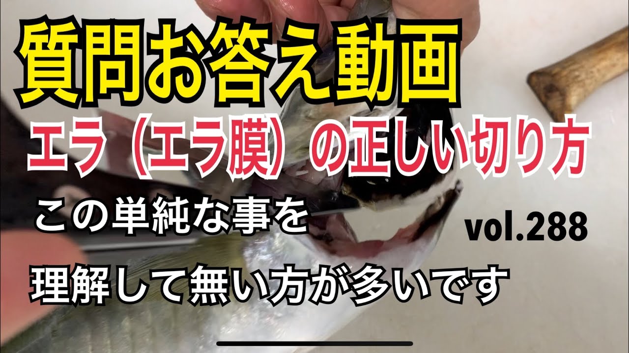 エラ エラ膜 の正しい切り方 この単純な事を理解して無い方が多いです 質問お答え動画 編 Vol 2 Youtube