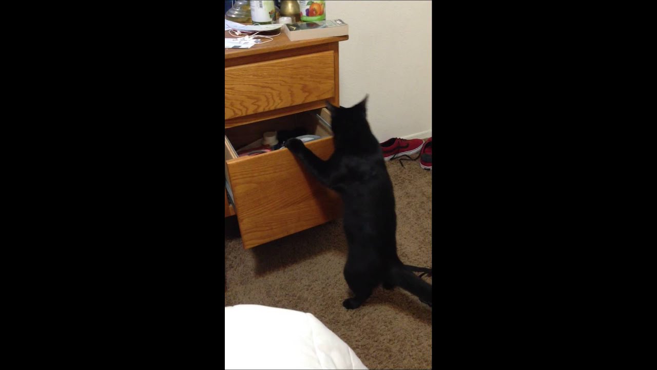 Cat likes shoelaces YouTube