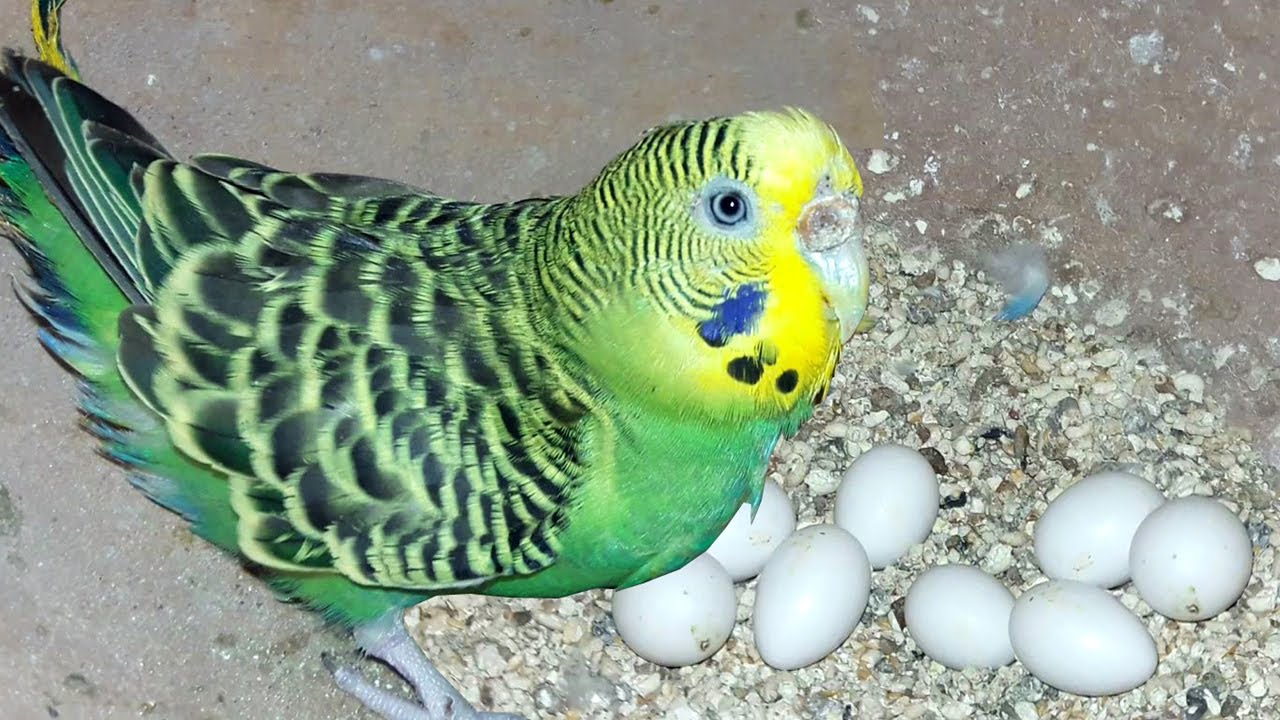 budgerigar eggs