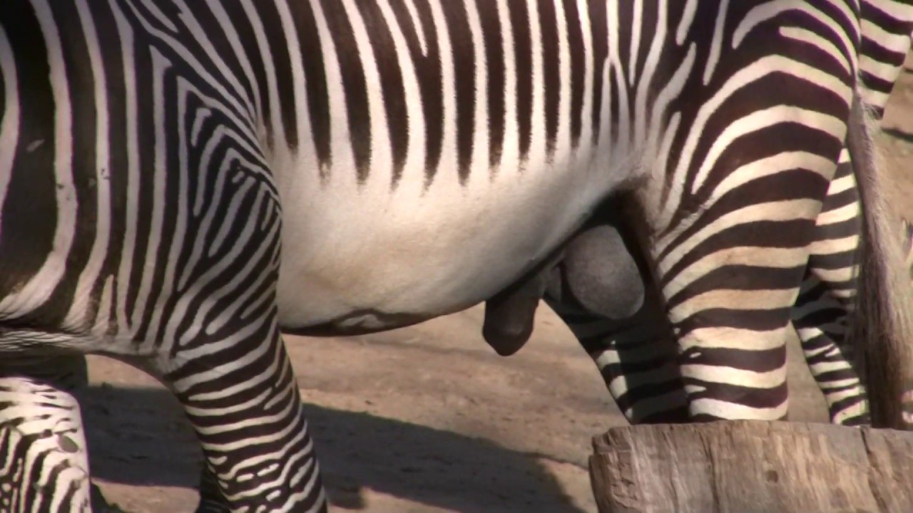 Zebra Penis Size