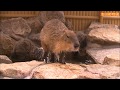 カピバラ （池田動物園篇）リニューアル＋露天風呂完成