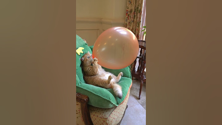 Mèo thổi bóng bay quá cute - cat blows bubbles #cat #funnyvideo #giadinhmit