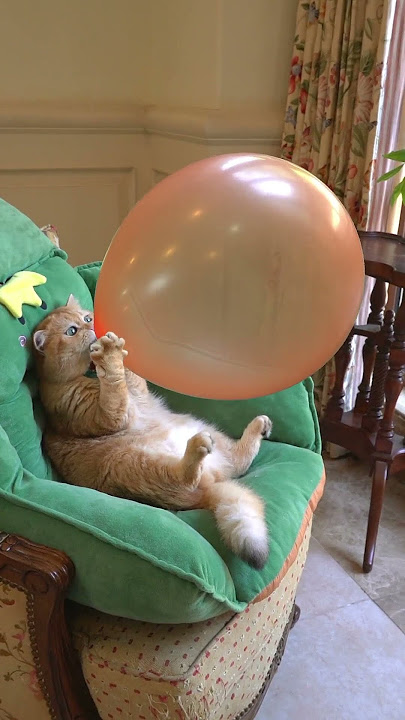 Mèo thổi bóng bay quá cute - cat blows bubbles #cat #funnyvideo #giadinhmit