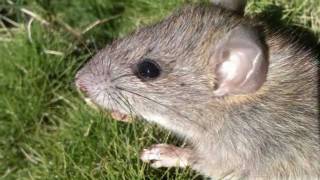 Rat Control Brisbane,