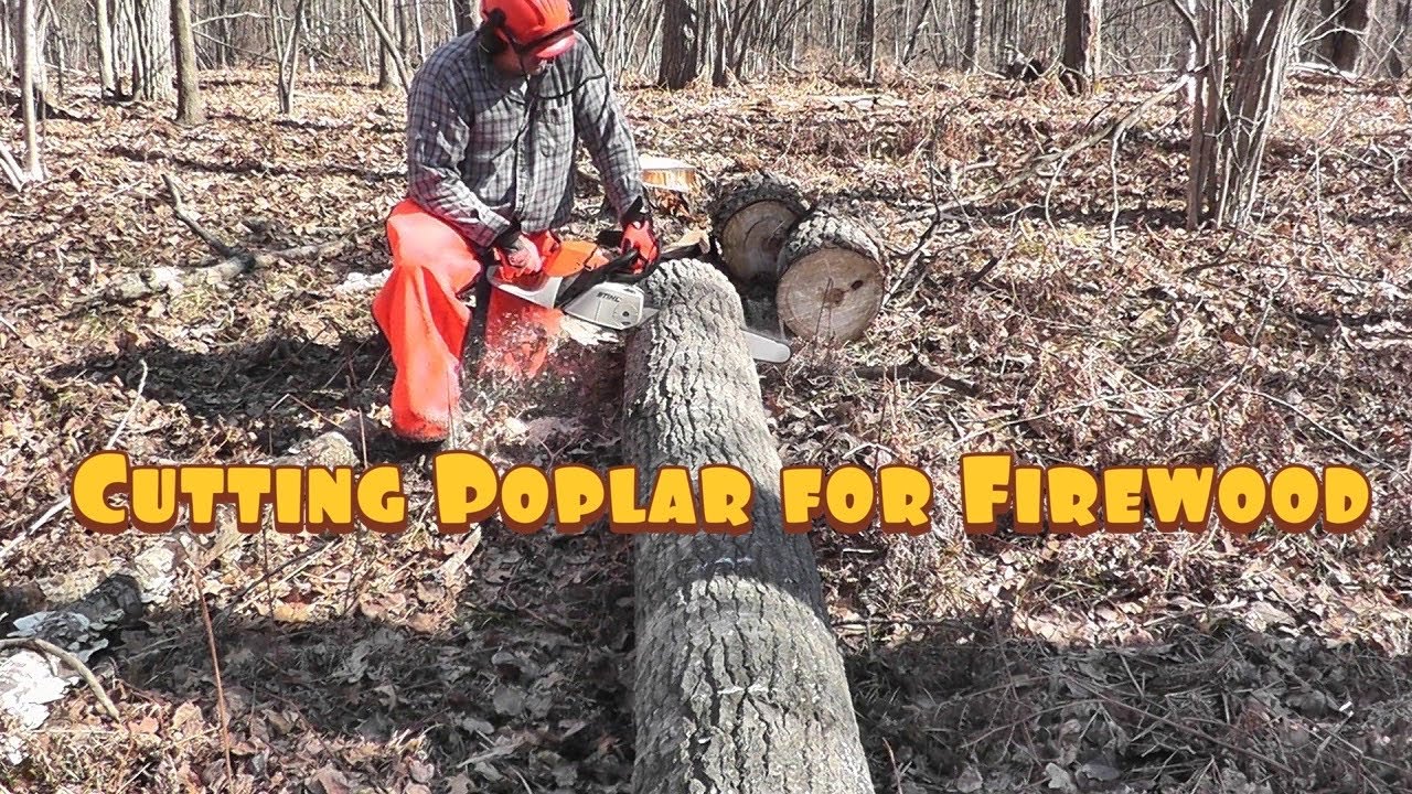 Cutting Poplar for firewood YouTube