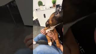 Hippo meets PUPPIES for the first time! Wags & Walks Rescue all of these babies are up for adoption!