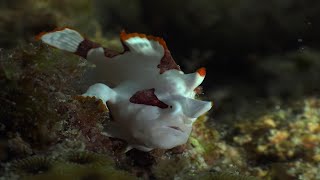 Colourful Fish Hd 4K Short Enature