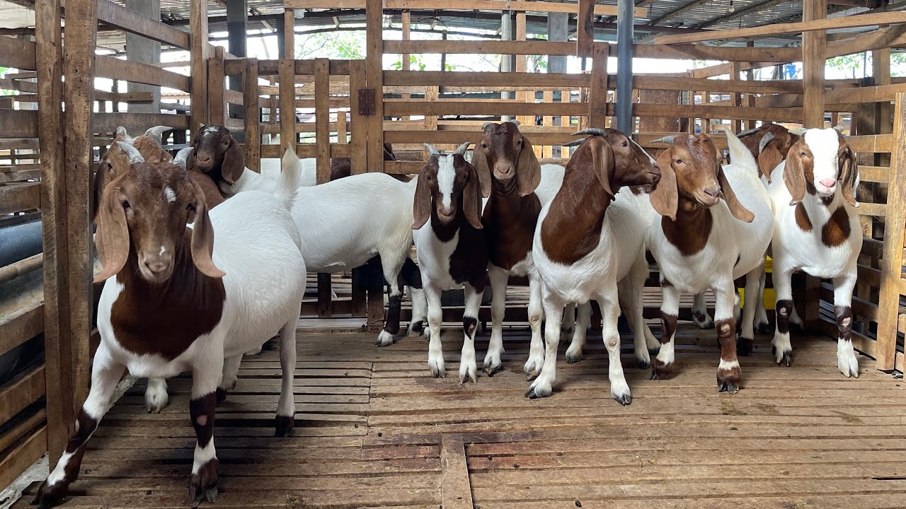 9 em Dê boer cái bin lùn tay chân to, khung đôi vai đôi chuồng G1 ( 2/3/26) 0355546423 