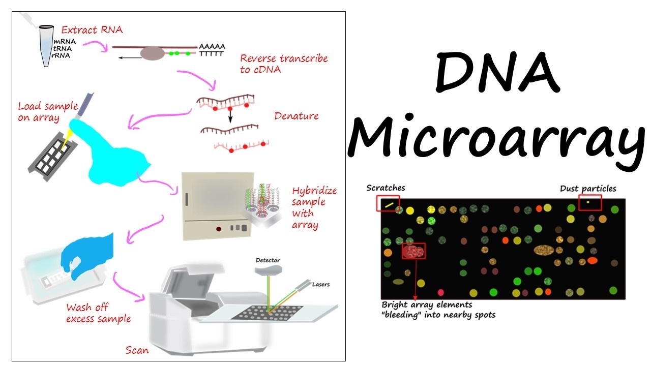 DNA Microarrays For Gene Expression Analysis #molecular biology