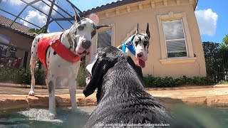 Funny Great Dane GoPro Black 9 View Of Doggie Pool Party & Zoomies   Enjoy A Wild Ride