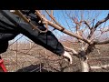 Professional Pruning of a 3-Year-Old Peach Tree: Expert Tips for Bountiful Harvests