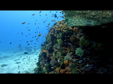 Diving Philippines - Bohol (Dive 3) | Dakit-Dakit, Pamilacan Island Beautiful Corals