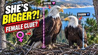 Kaydee Is Bigger Than Shadow… Is That the Best Clue She’s Female 👀🦅