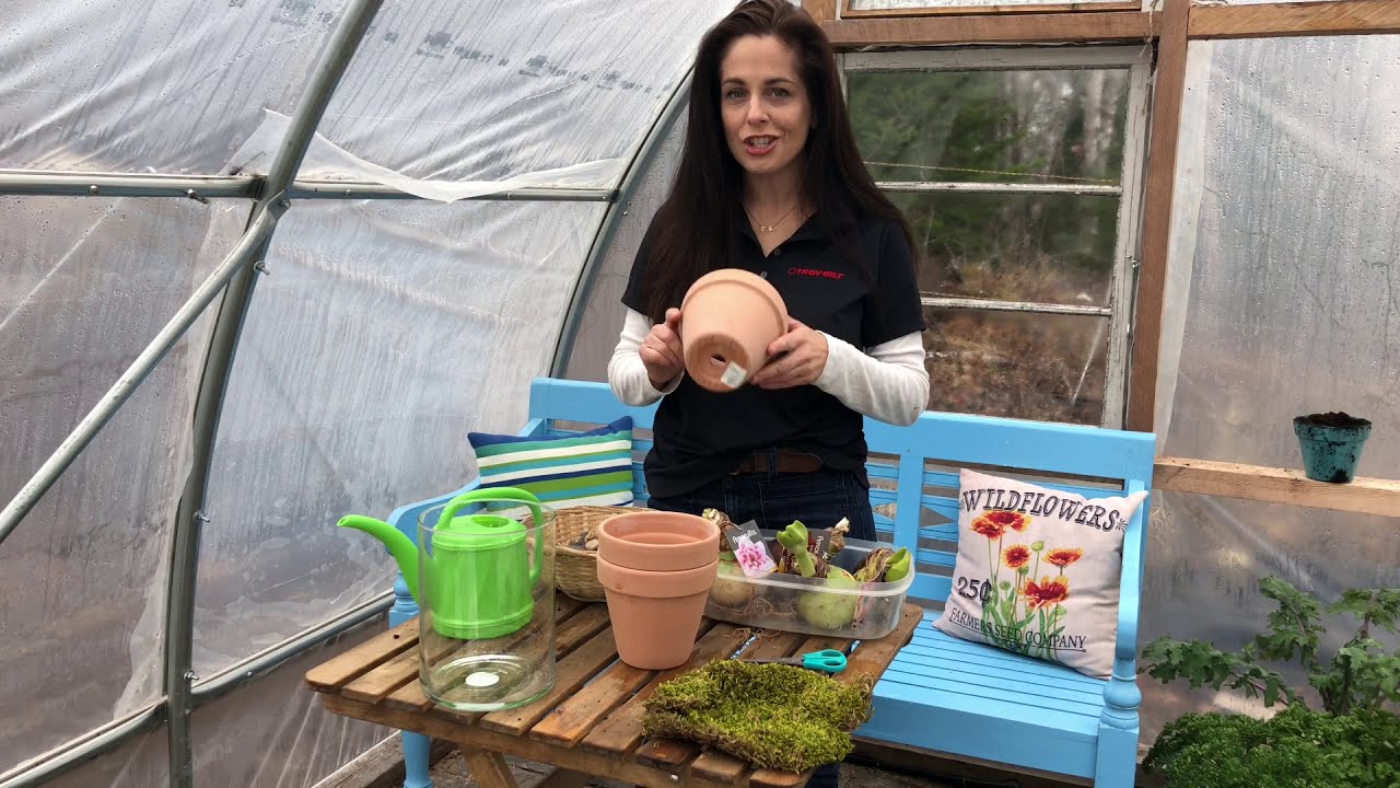 How to Plant Amaryllis Bulbs YouTube