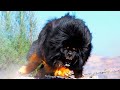 The Most Powerful Breeds Of Dog In The World