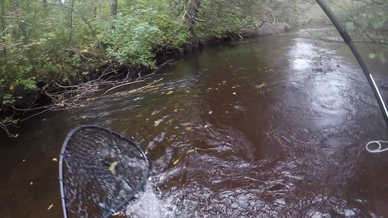 wisconsin trout fisherman YouTube