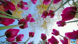 видео: Татарские песни 25 картинка: Татарские песни 25