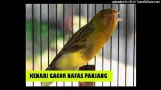 Kenari gacor durasi dan nafas panjang