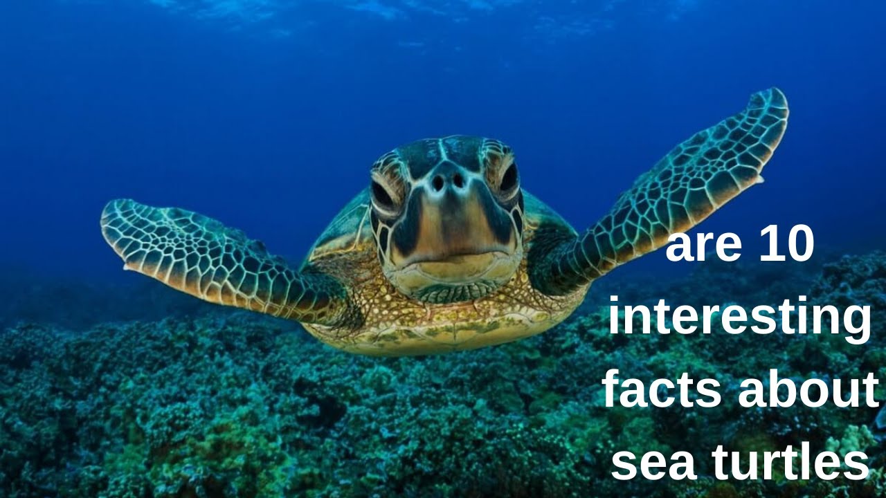 are 10 interesting facts about sea turtles - YouTube