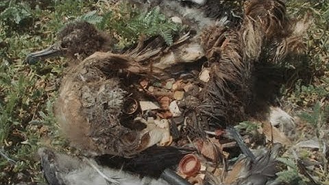 Every bird on this island eats plastic