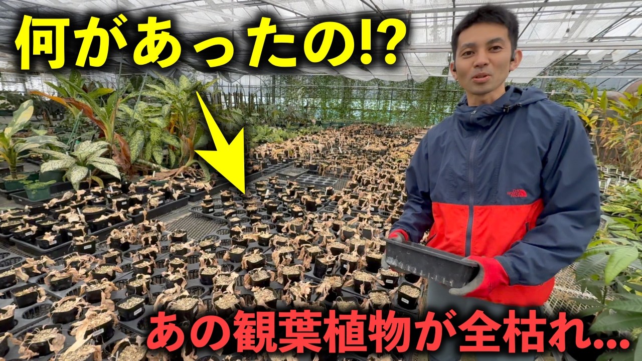 えっハウスの観葉植物が全枯れ．．．．何があったの！？
