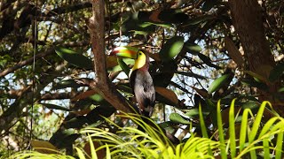 Birds and Other Wildlife in Belize - April 2024 - PART 3 (slideshow)
