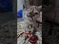 @SheruMinya #cat #musiccat #hiphopmusic #foundme #catlover #kittenmusic #musicgenre #music #kitten