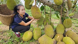 Harvest jackfruit goes to the market sell - Take care of the vegetable garden | Ly Thi Tam