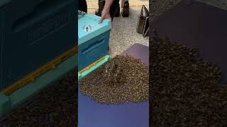 Why Are These Bees So Calm?