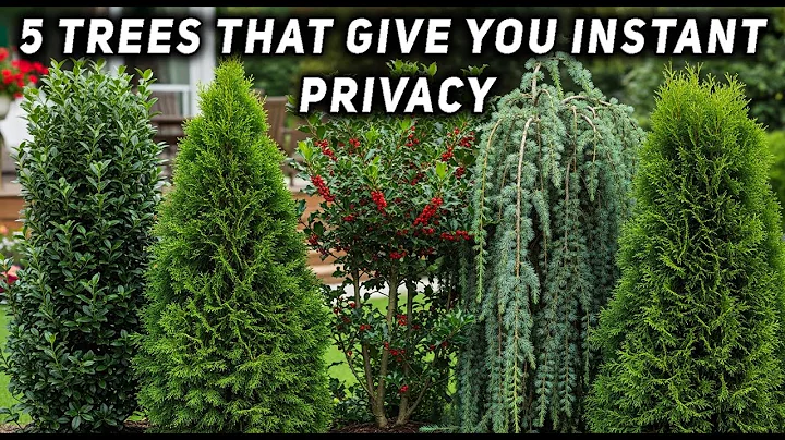 5 TREES THAT GIVE YOU INSTANT PRIVACY
