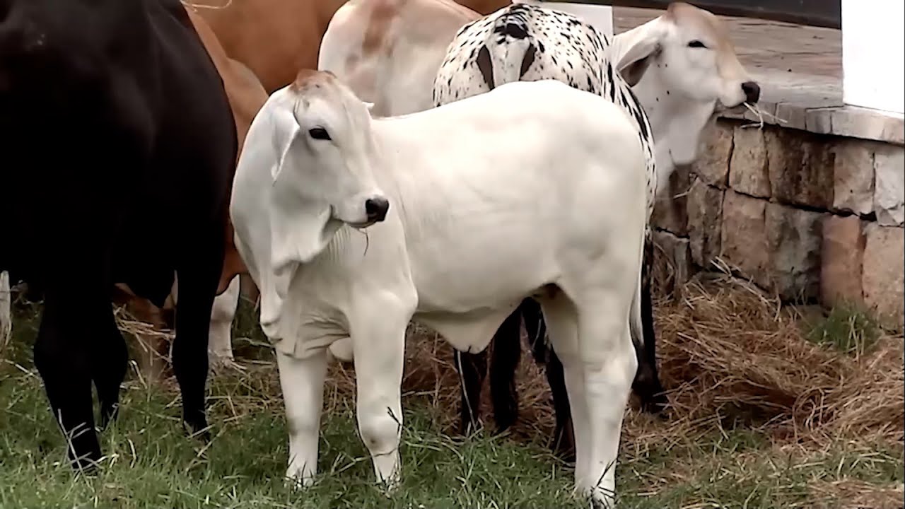 GANADERÍA SAN GABRIEL ALTA GENETICA HACIENDA EL PLACER CAP 2   FUSAGASUGA   CUNDINAMARCA