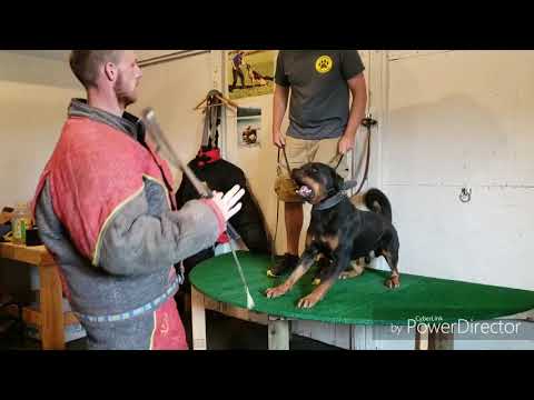 Rottweiler attack training - shieldk9dogs.com