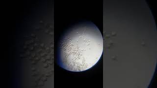 Pollen grains extract from Vinca Rosea flower