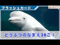 フラッシュカード 動物 の名前 30選① 0歳 〜 3歳 から始める 知育 幼児 教育 Word for toddlers/Flash card
