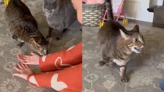Cat Attacks Owner For Petting Another Cat by Betch 19,647 views 1 year ago 3 minutes, 10 seconds