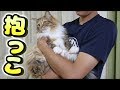 ちゃちゃを抱っこする方法を教えます。