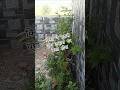 किसी ने मुझसे पूछा तुम्हारा घर कैसा होगा #youtubeshorts #trendingshorts #homegardening #flowers