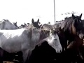 ЯРМАРКА -БАЗАР , ГДЕ МОЖНО КУПИТЬ ЛОШАДЕЙ , ЖЕРЕБЯТ ,КОРОВ ,БАРАНОВ -BAZAAR HORSE .COW.SHEEP.GOAT .