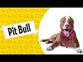 Fatos sobre o PIT BULL! #PitBull #Dogueiros #Raças