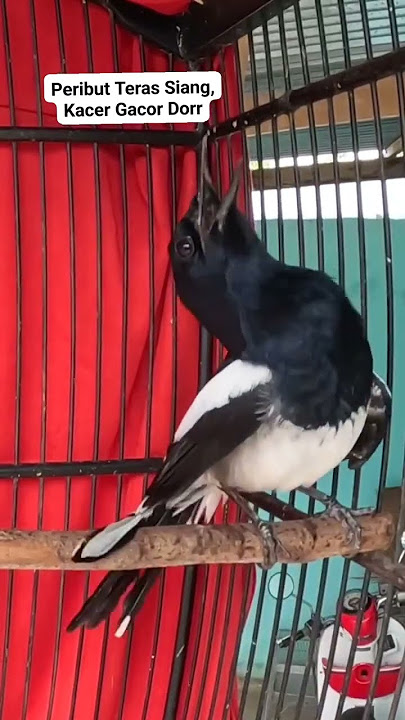 Kacer Gacor Birds Sounds #kicaumania #burung #kacer #gacoran #birds #birdslover #shorts