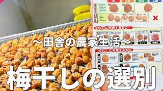 【選別】梅干しにはたくさんの等級が存在します