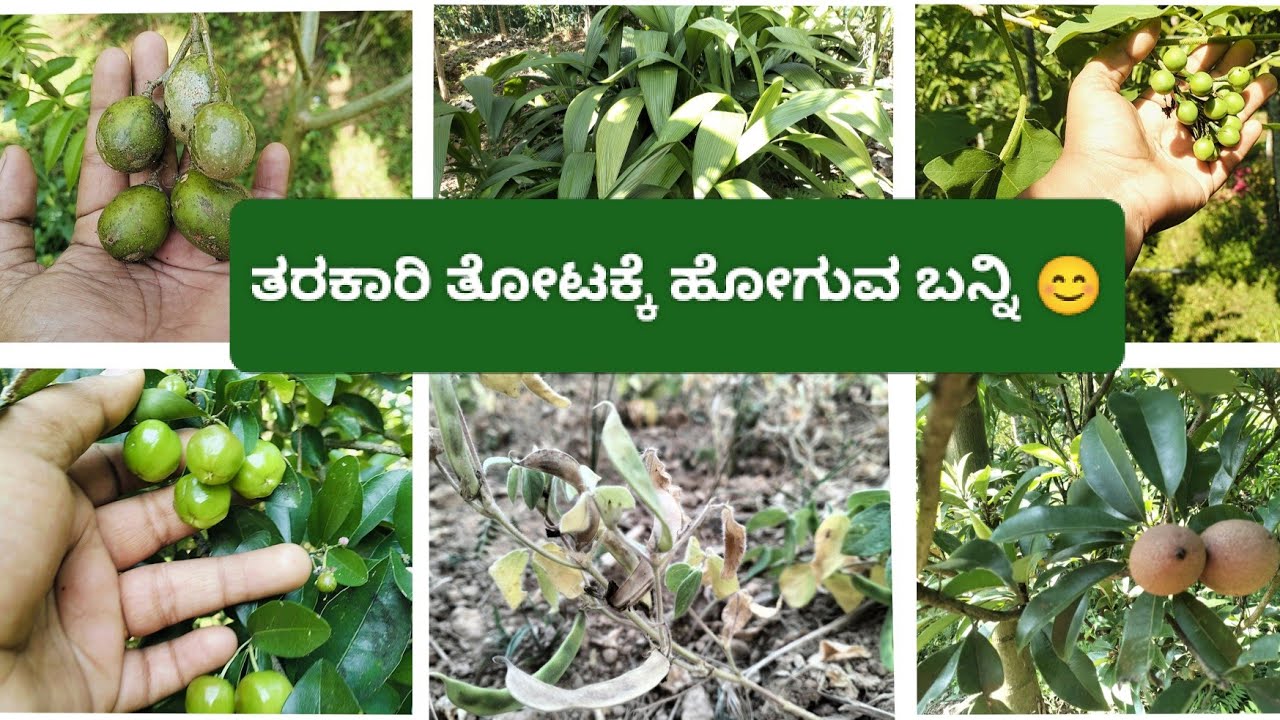 ಅಕ್ಕನ ತರಕಾರಿ & ಕೃಷಿ ತೋಟ 💐