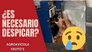 DEBES SABER ESTO SI PIENSAS CORTAR DEL PICO EN GALLINAS PONEDORAS - ¿UN MAL NECESARIO?