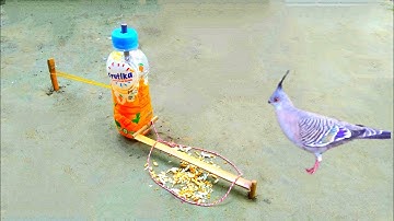 Unique Easy Technology Bird Trap Using Coca-Cola Bottle | Bird Trap
