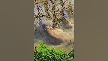 Câu cá khổng lồ ẩn nấp ở bụi cỏ #cacconvat #docla #fishing