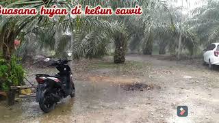 Suasana Hujan di Kebun Sawit, syahdu.