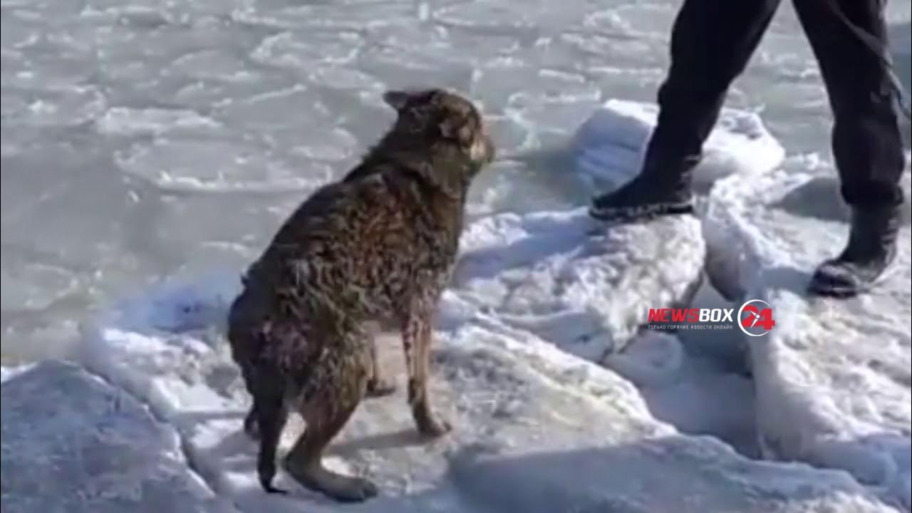 У алексея 5 собак январь февраль март. Спас собаку из ледяной ловушки. Храбрые псы в ледяной ловушке. Животные которые попадают в ледяной плен. Ледяной капкан.