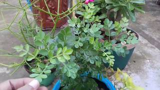 How to grow Wood apple from seed..... - YouTube How to grow Wood apple from seed..... - YouTube