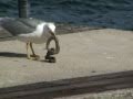 SEAGULL EAT SNAKE,bon appetit,SKRADIN-CROATIA