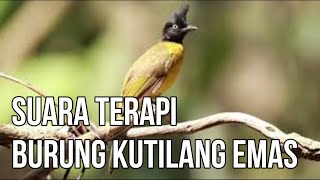 Suara Terapi Burung Kutilang Emas